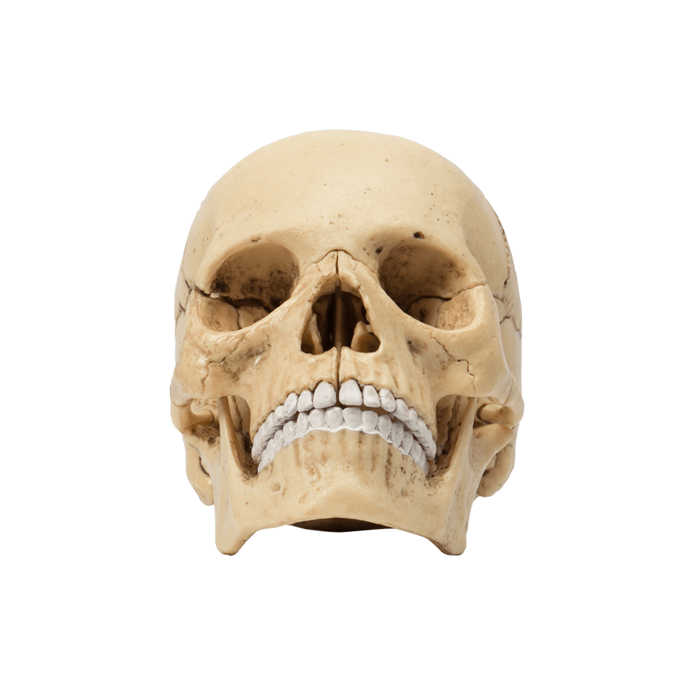 human-anatomy-exploded-skull